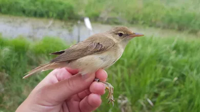 Great reed warbler